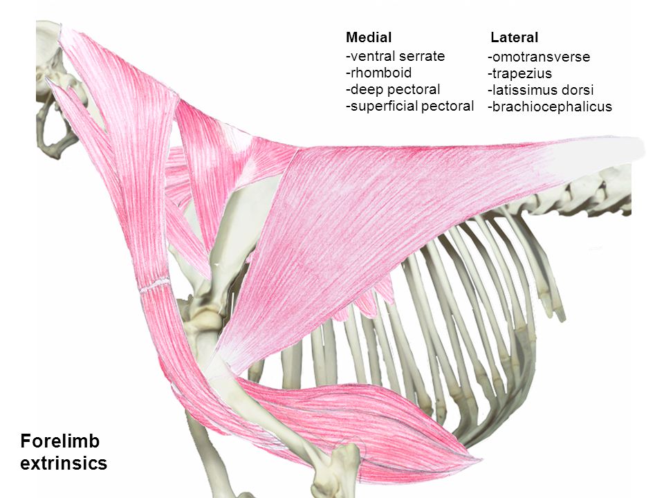 Latissimus Dorsi Canine Human Anatomy